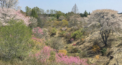 花の山