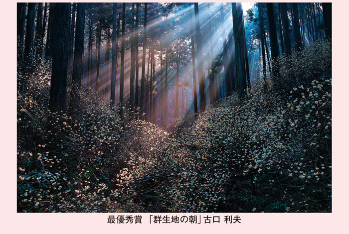 最優秀賞「群生地の朝」古口 利夫