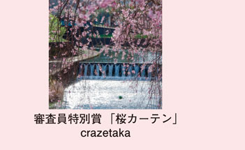審査員特別賞「桜カーテン」crazetaka