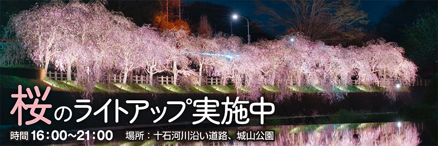桜のライトアップ