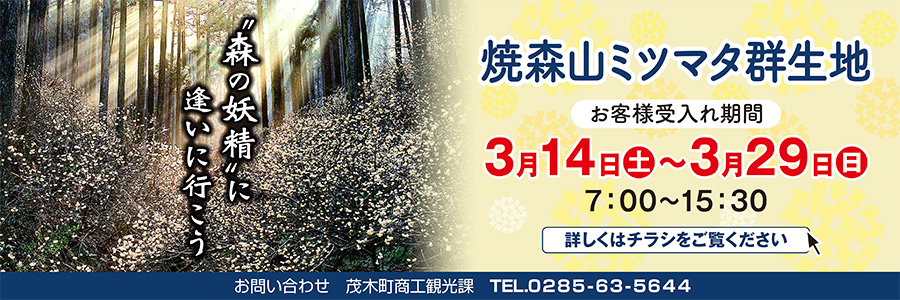 焼森山ミツマタ群生地